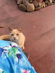 Reunited Unknown Cat last seen Mrytle Avenue, Upas Street, Bancroft St and Felton St, San Diego, CA 92104