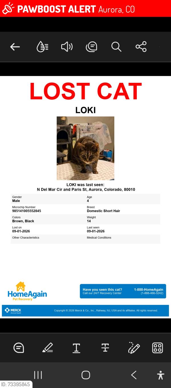 Lost Male Cat last seen Pairs Street & Del Mar cir, Aurora, CO 80010
