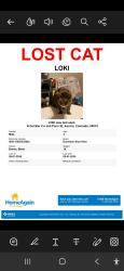 Lost Male Cat last seen Pairs Street & Del Mar cir, Aurora, CO 80010