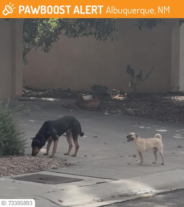 Found/Stray Unknown Dog last seen Dona Linda and st Joseph’s., Albuquerque, NM 87120