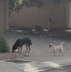 Found/Stray Unknown Dog last seen Dona Linda and st Joseph’s., Albuquerque, NM 87120