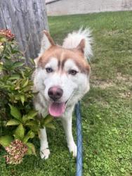 Found/Stray Unknown Dog last seen Roaming on Sideview Drive, Oyster Bay, NY 11771