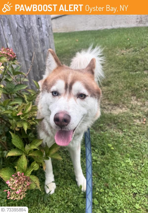Found/Stray Unknown Dog last seen Roaming on Sideview Drive, Oyster Bay, NY 11771