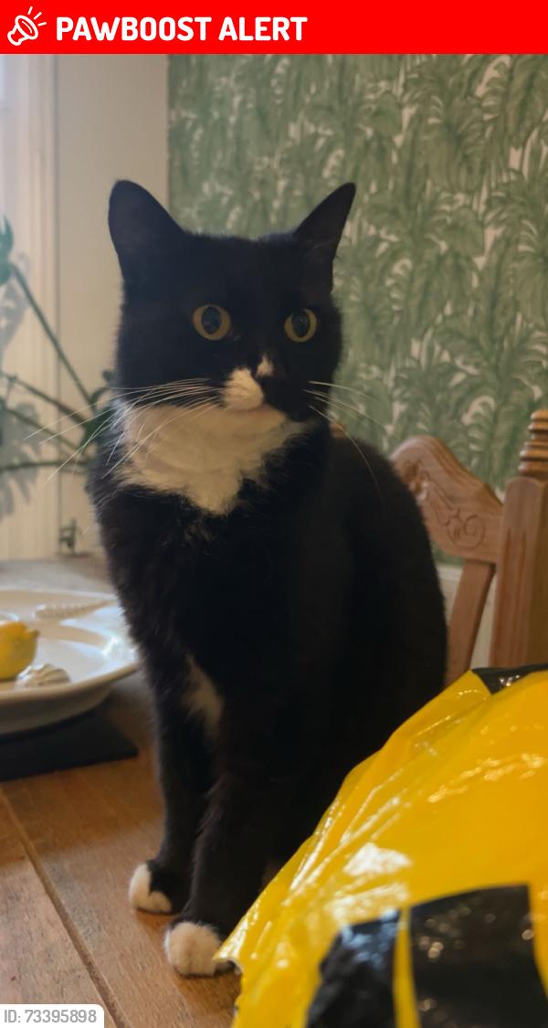 Lost Female Cat last seen palace theater, Southend-on-Sea, England 