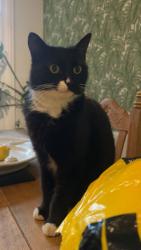 Lost Female Cat last seen palace theater, Southend-on-Sea, England 