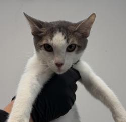 Shelter Stray Male Cat last seen Winona Ave & AltaDena Ave, San Diego, CA, 92115, 5500 Gaines St, San Diego, CA 92110, USA