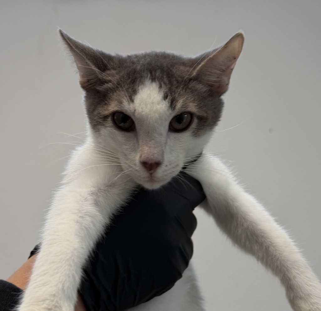 Shelter Stray Male Cat last seen Winona Ave & AltaDena Ave, San Diego, CA, 92115, 5500 Gaines St, San Diego, CA 92110, USA