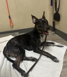 Shelter Stray Female Dog last seen Marvin Street, Oceanside, CA, 92056, Oceanside, CA 92058, USA