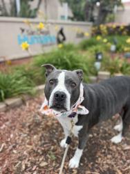 Shelter Stray Female Dog last seen Near Akins Avenue, San Diego, CA, 92114, 5500 Gaines St, San Diego, CA 92110, USA