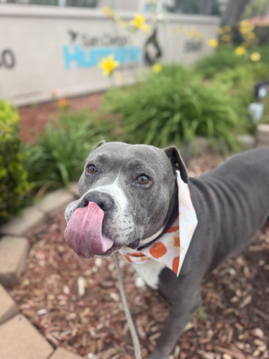 Shelter Stray Female Dog last seen Near Menlo Avenue, San Diego, CA, 92105, 5500 Gaines St, San Diego, CA 92110, USA