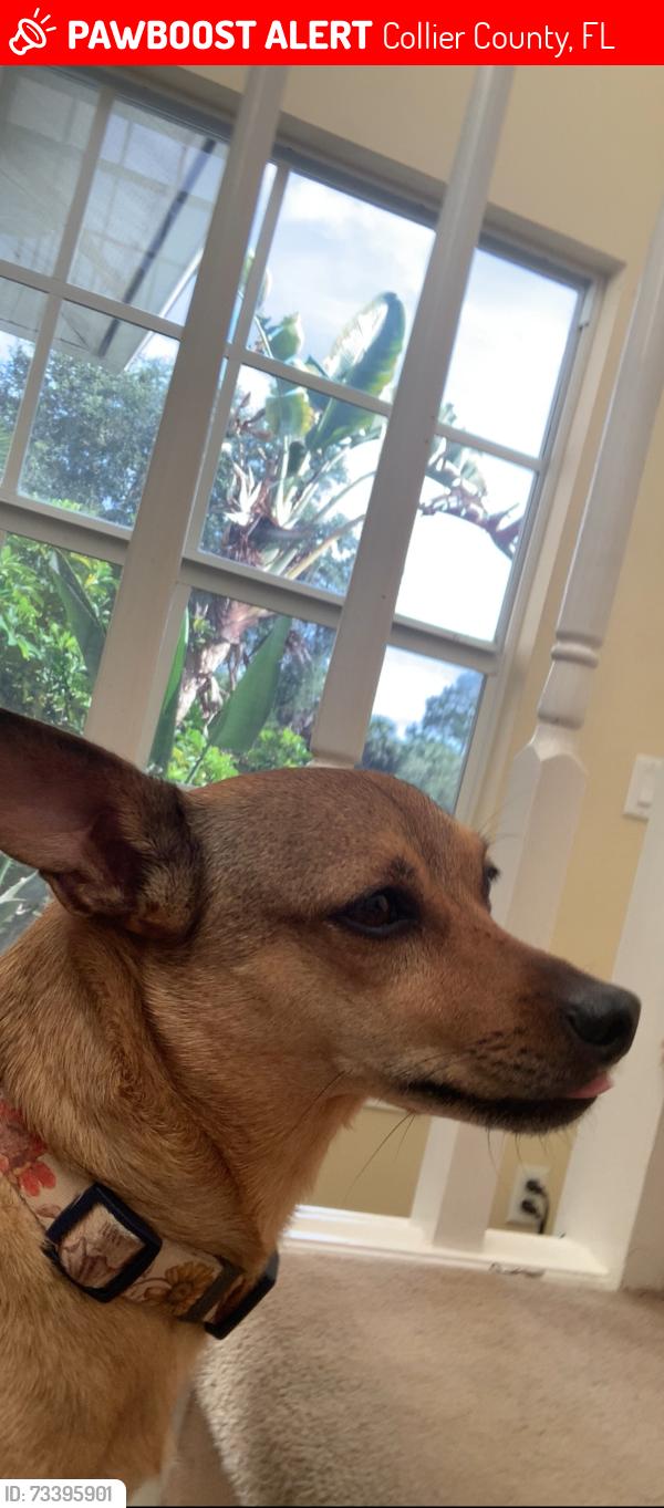 Lost Female Dog last seen Oil Well Grade Rd Naples, FL 34120 United States, Collier County, FL 34120