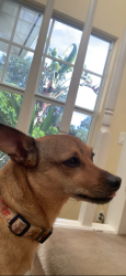 Lost Female Dog last seen Oil Well Grade Rd Naples, FL 34120 United States, Collier County, FL 34120