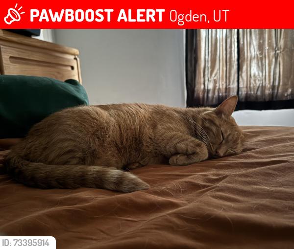 Lost Male Cat last seen Monroe Park, Ogden, UT 84403