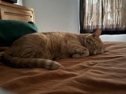 Lost Male Cat last seen Monroe Park, Ogden, UT 84403