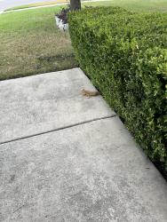 Found/Stray Unknown Reptile last seen Paola cove and Mozart, Round Rock, TX 78665