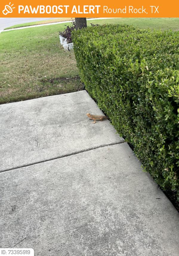 Found/Stray Unknown Reptile last seen Paola cove and Mozart, Round Rock, TX 78665