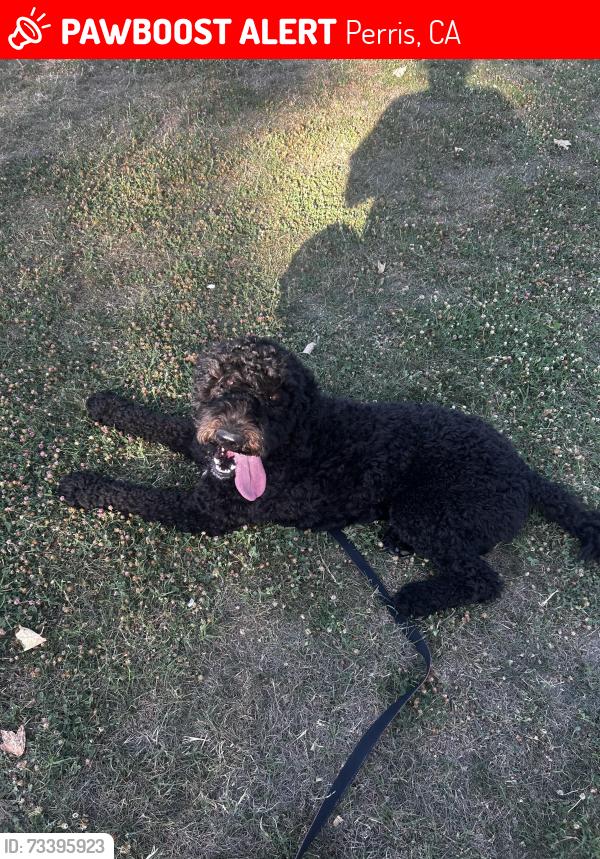 Lost Female Dog last seen Kingman St, Rider, Perris, CA 92571