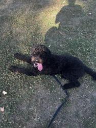 Lost Female Dog last seen Kingman St, Rider, Perris, CA 92571