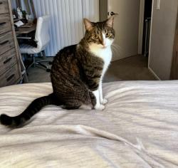 Reunited Male Cat last seen Near Sellas Rd S, Ladera Ranch, CA 92694, USA, Ladera Ranch, CA 92694