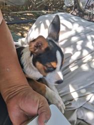Found/Stray Male Dog last seen Ave k, Lancaster, CA 93534