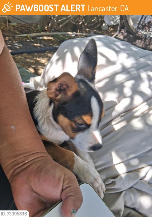 Found/Stray Male Dog last seen Ave k, Lancaster, CA 93534