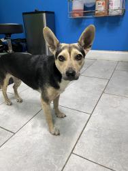 Found/Stray Female Dog last seen Asheville Highway Cleveland Park, Spartanburg, SC 29303