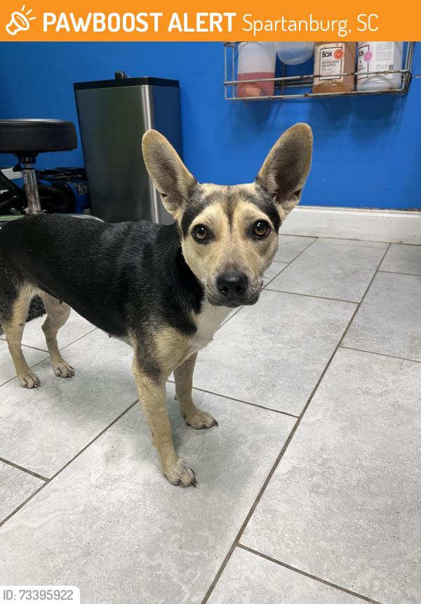 Found/Stray Female Dog last seen Asheville Highway Cleveland Park, Spartanburg, SC 29303