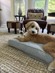 Lost Male Dog last seen Dennison Avenue and W Gooddale Street, Columbus, OH 43215