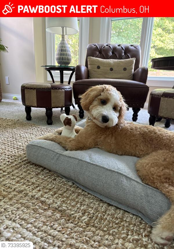 Lost Male Dog last seen Dennison Avenue and W Gooddale Street, Columbus, OH 43215