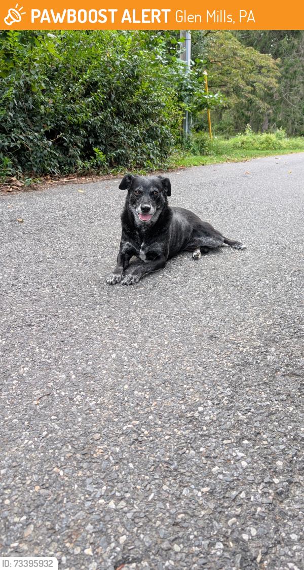 Found/Stray Unknown Dog last seen Governor Markham Dr, Glen Mills, PA 19342