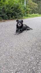 Found/Stray Unknown Dog last seen Governor Markham Dr, Glen Mills, PA 19342