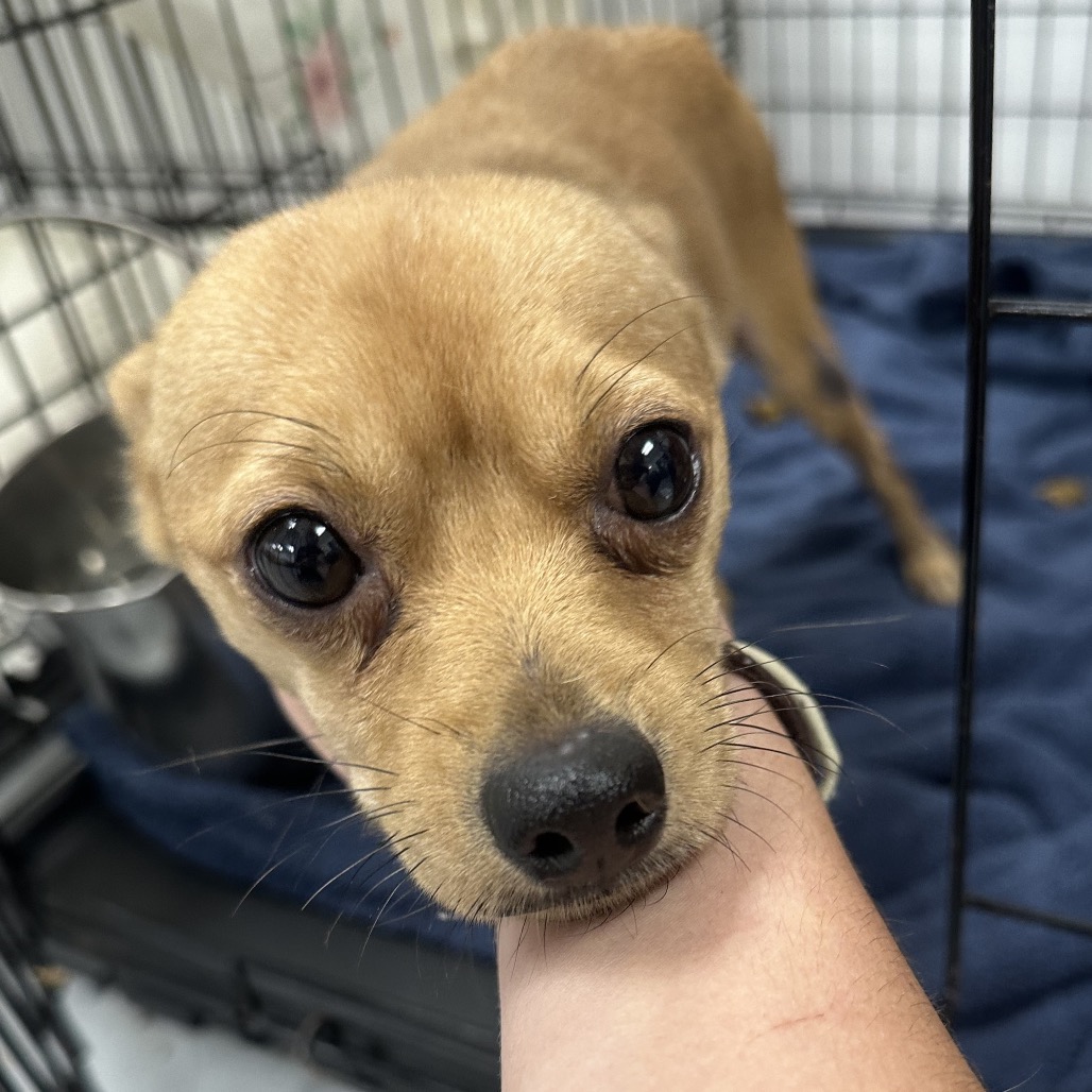 Shelter Stray Male Dog last seen , Animal Care & Control Team of Philly, 111 W Hunting Park Ave, Philadelphia, PA 19140, USA