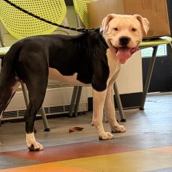 Shelter Stray Male Dog last seen , Animal Care & Control Team of Philly, 111 W Hunting Park Ave, Philadelphia, PA 19140, USA