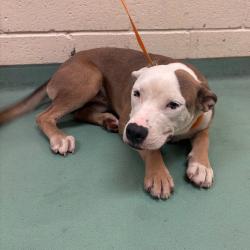 Shelter Stray Female Dog last seen , 2350 Appling City Cove, Memphis, TN 38133, USA