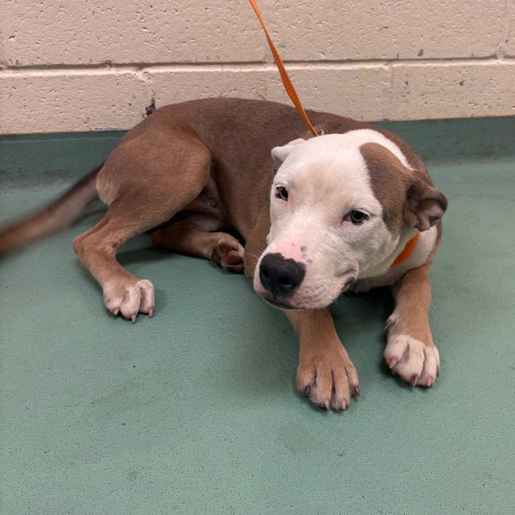 Shelter Stray Female Dog last seen , 2350 Appling City Cove, Memphis, TN 38133, USA
