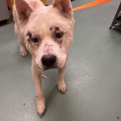 Shelter Stray Male Dog last seen , 2350 Appling City Cove, Memphis, TN 38133, USA