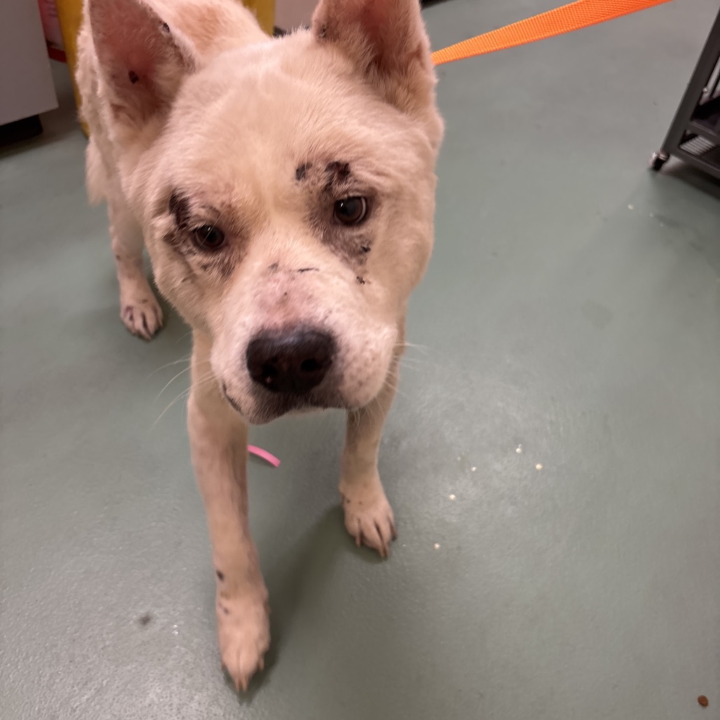 Shelter Stray Male Dog last seen , 2350 Appling City Cove, Memphis, TN 38133, USA