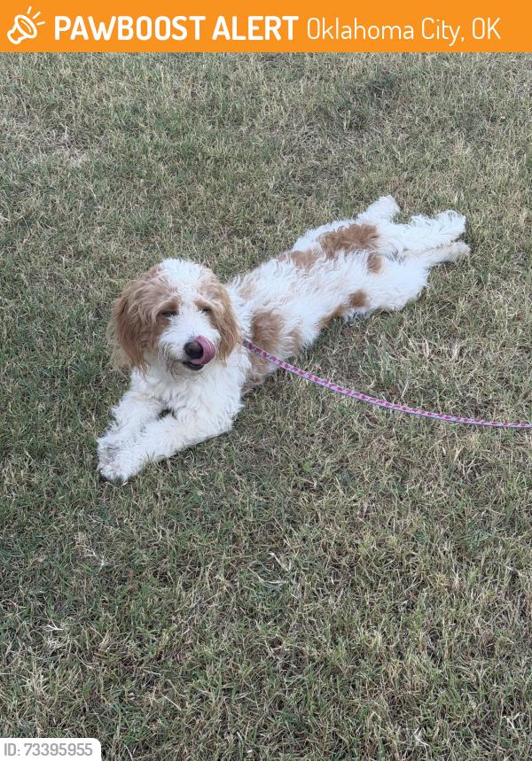 Found/Stray Male Dog last seen Nw 59/Villa, Oklahoma City, OK 73112