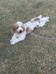 Found/Stray Male Dog last seen Nw 59/Villa, Oklahoma City, OK 73112