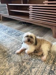 Found/Stray Unknown Dog last seen Piccadilly Pines Ct, Winston-Salem, NC 27127
