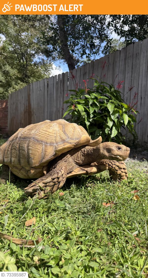 Found/Stray Unknown Reptile last seen N/A, Altamonte Springs, FL 32701
