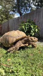 Found/Stray Unknown Reptile last seen N/A, Altamonte Springs, FL 32701