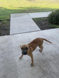 Found/Stray Female Dog last seen By Palmer storage unit, Ellis County, TX 75152