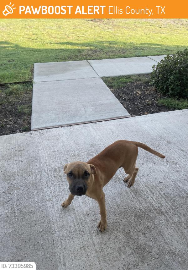 Found/Stray Female Dog last seen By Palmer storage unit, Ellis County, TX 75152