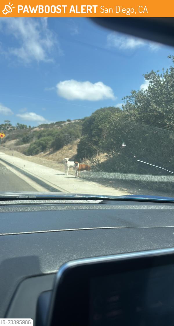 Found/Stray Male Dog last seen Near the San ysidro middle school, San Diego, CA 92154