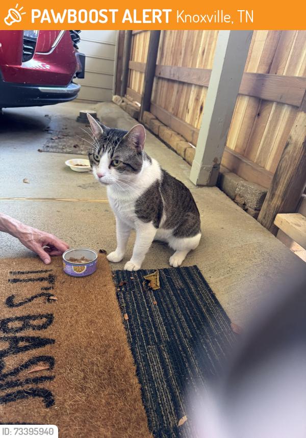 Found/Stray Male Cat last seen Gleason dr, Knoxville, TN 37919