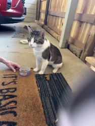 Found/Stray Male Cat last seen Gleason dr, Knoxville, TN 37919
