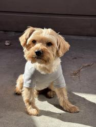 Reunited Male Dog last seen E 72nd St, Long Beach, CA, USA, Long Beach, CA 90221