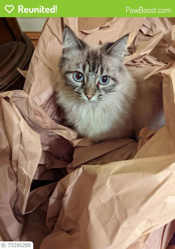 Reunited Female Cat last seen La Palma Avenue and Valley View Street, Buena Park, CA 90620