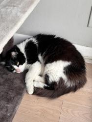 Lost Male Cat last seen Bowden Road, Jacksonville, FL 32216